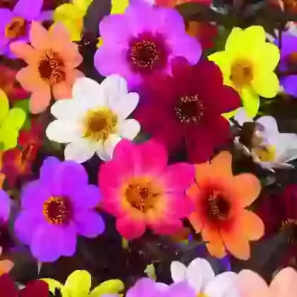 Single Flowered Dahlias